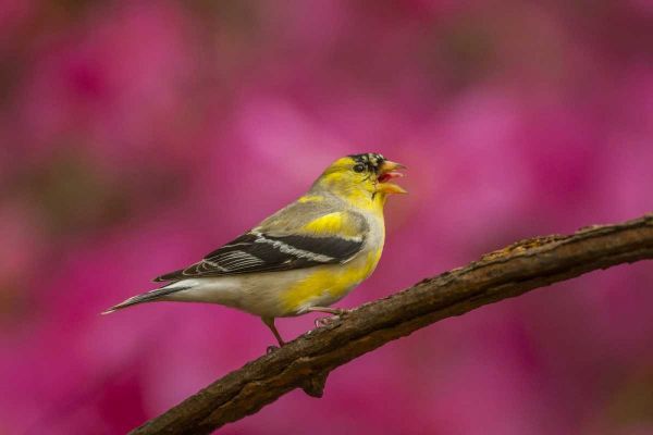 North Carolina, American goldfinch singing